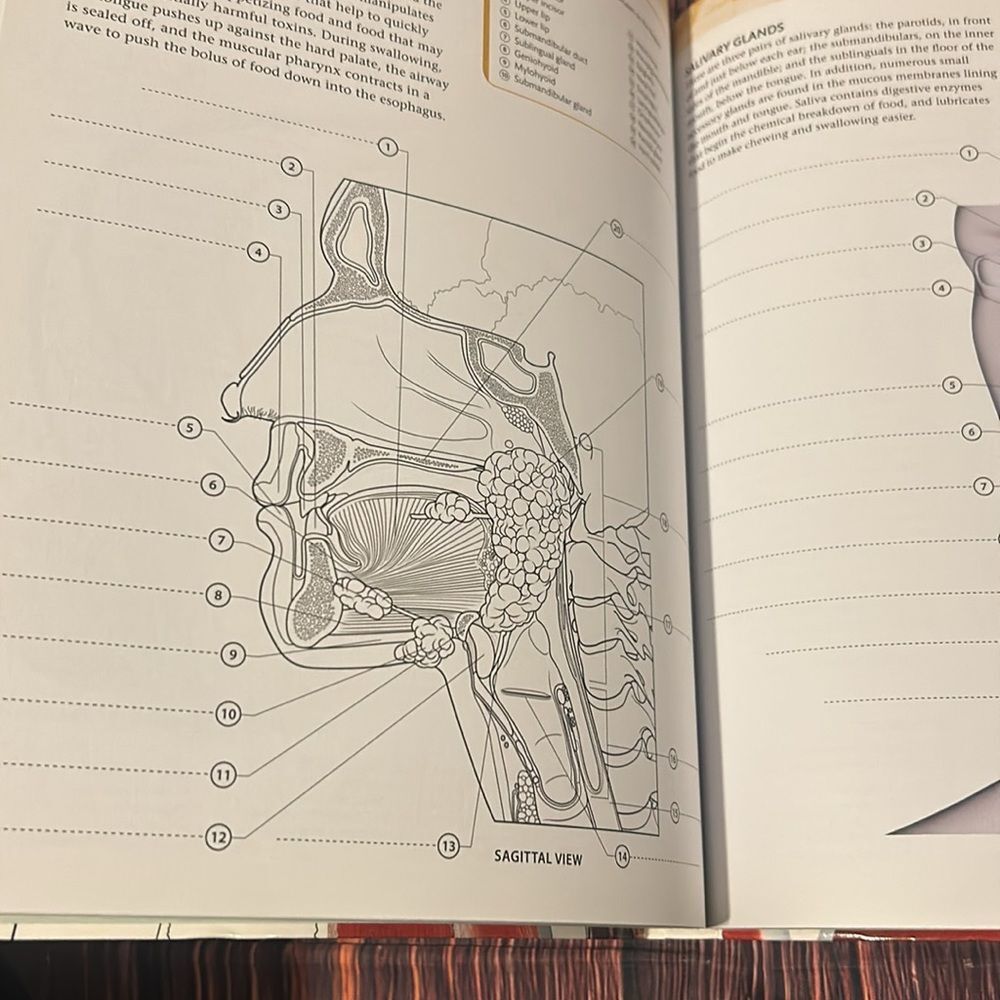 The Human Body Coloring Book/Study Guide - Picture 8 of 9
